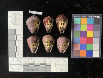 CebTR255; 31*x22*x25 ventral photo thumbnail