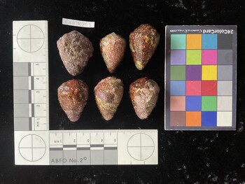 CebTR255; 31*x22*x25 dorsal photo thumbnail