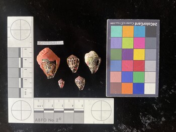 CchTR041; 30.5*x20.5x21.5 ventral photo thumbnail