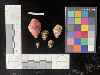 CchTR041; 30.5*x20.5x21.5 dorsal photo thumbnail