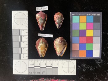 CfrigTR004; 33.5*x18x26 ventral photo thumbnail