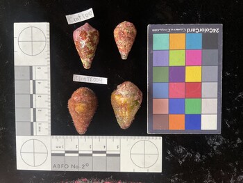 CfrigTR004; 33.5*x18x26 dorsal photo thumbnail