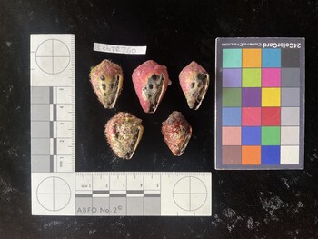 CebTR260; 28x18x22 ventral photo thumbnail