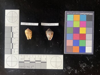 CcatTR005; 20.5x12x17 ventral photo thumbnail