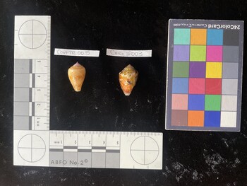 CcatTR005; 20.5x12x17 dorsal photo thumbnail