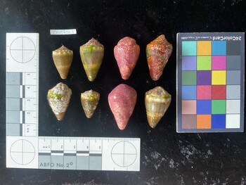 ClivTR063; 25x15x20.5 dorsal photo thumbnail