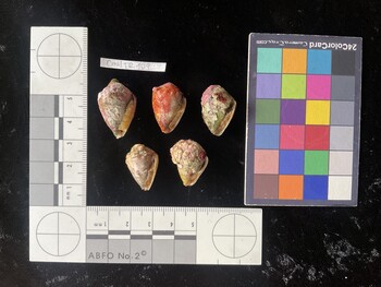 CmilTR109; 24*x16*x19 ventral photo thumbnail