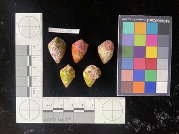 CmilTR109; 24*x16*x19 dorsal photo thumbnail