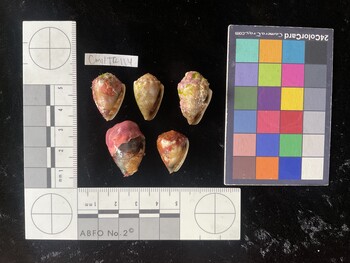 CmilTR117; 28*x19*x21 ventral photo thumbnail