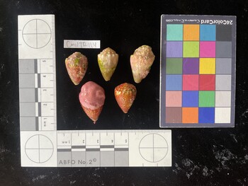 CmilTR117; 28*x19*x21 dorsal photo thumbnail