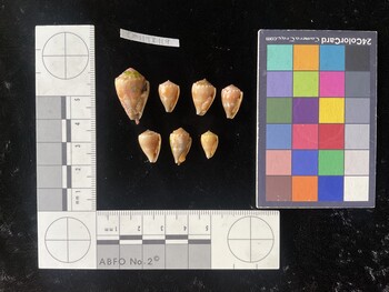 CmilTR119; 22.5x14.5x17.5 ventral photo thumbnail
