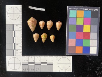 CmilTR119; 22.5x14.5x17.5 dorsal photo thumbnail