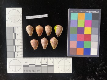 CmilTR126; 17.5x11.5x14.5 ventral photo thumbnail