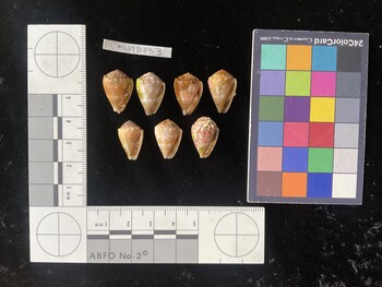 CmilTR133; 19x13x15 ventral photo thumbnail