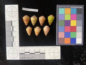 CmilTR133; 19x13x15 dorsal photo thumbnail