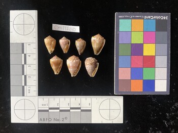 CmilTR140; 16x10x12.5 ventral photo thumbnail
