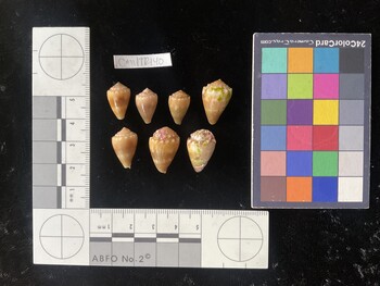 CmilTR140; 16x10x12.5 dorsal photo thumbnail