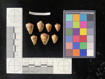 CmilTR147; 18x12x15 ventral photo thumbnail