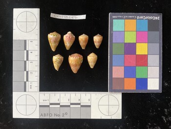 CmilTR147; 18x12x15 dorsal photo thumbnail