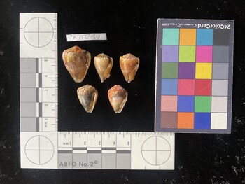 CmilTR154; 24.5x18.5x20.5 ventral photo thumbnail