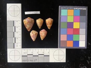 CmilTR154; 24.5x18.5x20.5 dorsal photo thumbnail