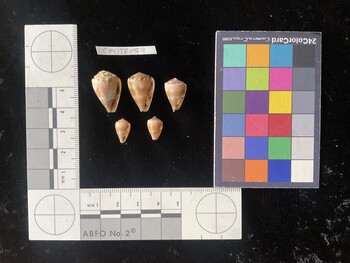 CmilTR159; 20.5x14x16.5 ventral photo thumbnail