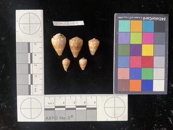 CmilTR159; 20.5x14x16.5 dorsal photo thumbnail
