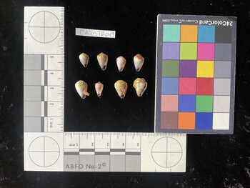 CnanTR049; 9.5x6x7 ventral photo thumbnail