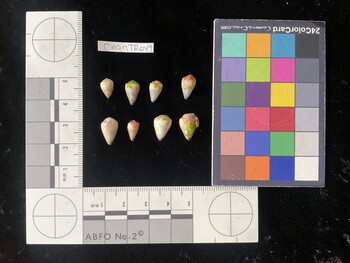 CnanTR049; 9.5x6x7 dorsal photo thumbnail