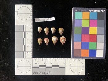 CnanTR057; 9.5x5.5x8.5 ventral photo thumbnail