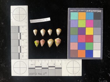 CnanTR057; 9.5x5.5x8.5 dorsal photo thumbnail
