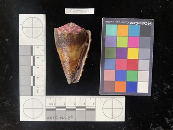 CdistTR001; 58x33x51 ventral photo thumbnail