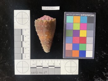 CdistTR001; 58x33x51 dorsal photo thumbnail