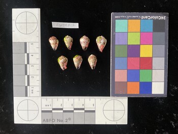 CspTR212; 13x8.5x10 ventral photo thumbnail