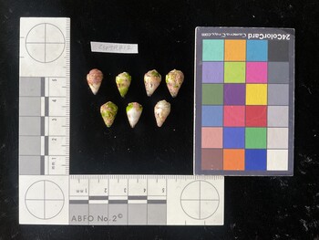 CspTR212; 13x8.5x10 dorsal photo thumbnail