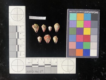 CspTR219; 13*x9*x10.5 ventral photo thumbnail