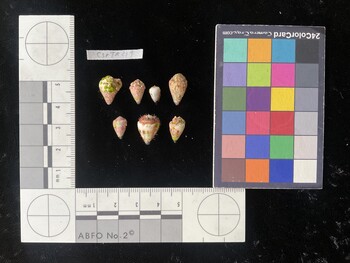 CspTR219; 13*x9*x10.5 dorsal photo thumbnail