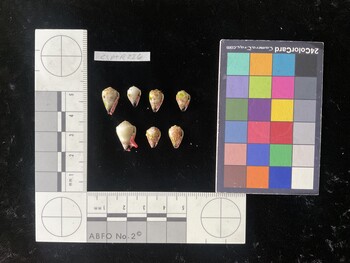 CspTR226; 13.5x8x11.5 ventral photo thumbnail