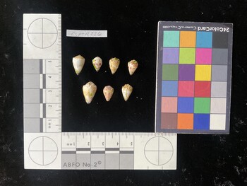 CspTR226; 13.5x8x11.5 dorsal photo thumbnail