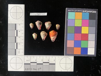 CspTR233; 9.5x6x8 ventral photo thumbnail