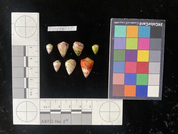 CspTR233; 9.5x6x8 dorsal photo thumbnail