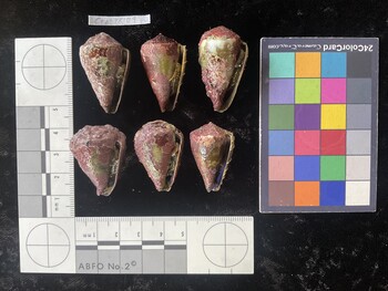 CratTR109; 33.5x20.5x27 ventral photo thumbnail