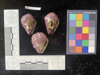 CchTR046; 35.5*x24.5*x25 ventral photo thumbnail