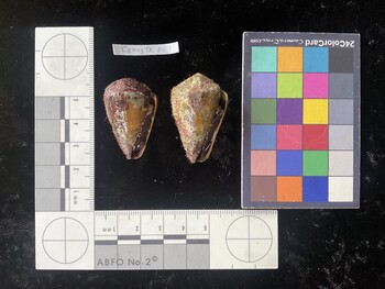 CsangTR014; 35x22x28 ventral photo thumbnail