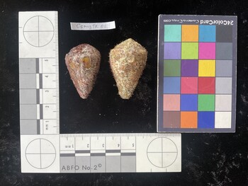 CsangTR014; 35x22x28 dorsal photo thumbnail