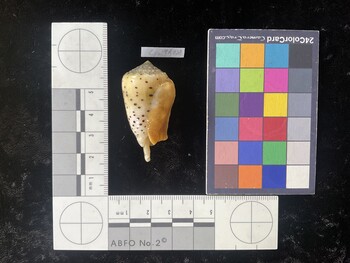 CpulTR028; 38.5x23x29.5 ventral photo thumbnail