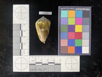 CpulTR028; 38.5x23x29.5 dorsal photo thumbnail