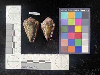 CflTR013; 40.5x24.5x35 ventral photo thumbnail