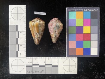 CflTR013; 40.5x24.5x35 dorsal photo thumbnail