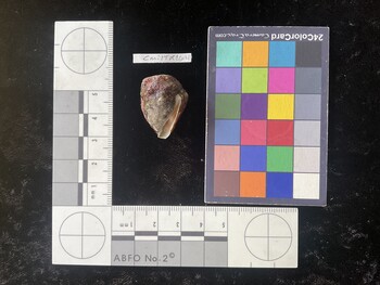CmilTR164; 26.5*x20.5*x21 ventral photo thumbnail